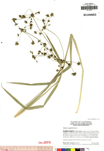 Congdon's bulrush (Scirpus congdonii)