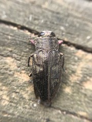 Chrysobothris adelpha