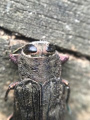 Chrysobothris adelpha