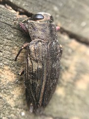 Chrysobothris adelpha