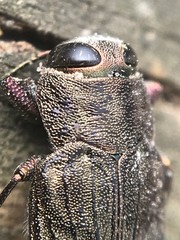 Chrysobothris adelpha