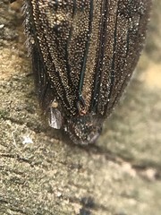 Chrysobothris adelpha