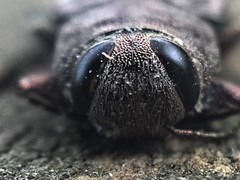 Chrysobothris adelpha