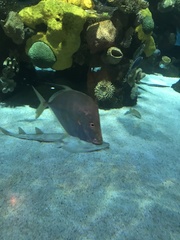 Caranginae