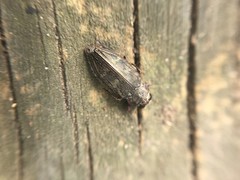 Chrysobothris adelpha