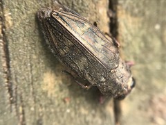 Chrysobothris adelpha