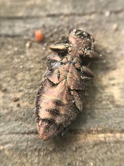 Chrysobothris adelpha