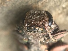 Chrysobothris adelpha