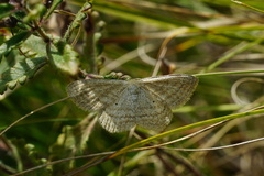 Scopula virgulata