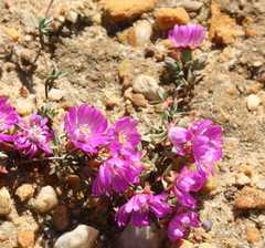 Lampranthus debilis