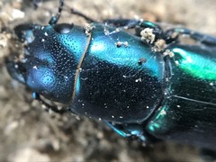 Temnoscheila virescens