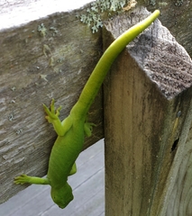 Naultinus elegans