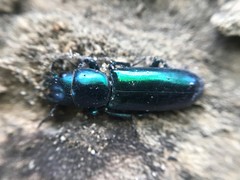 Temnoscheila virescens