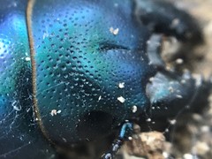 Temnoscheila virescens