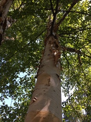 Betula utilis jacquemontii