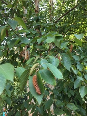 Betula utilis jacquemontii
