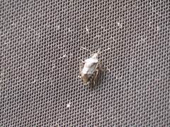 Rhaphigaster nebulosa