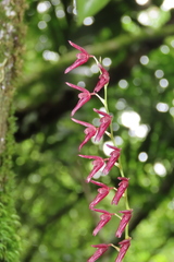 Stelis cobanensis