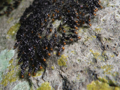 Cerastipsocus trifasciatus