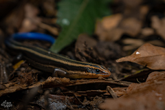 Plestiodon sumichrasti