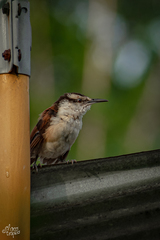 Campylorhynchus chiapensis
