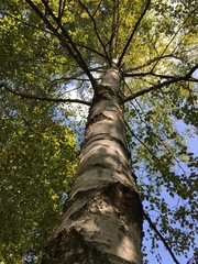 Betula utilis jacquemontii