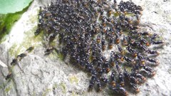 Cerastipsocus trifasciatus