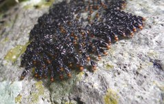 Cerastipsocus trifasciatus