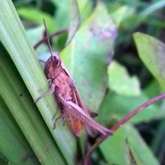 Chorthippus dichrous