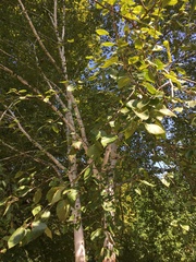 Betula utilis jacquemontii