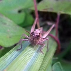 Chorthippus dichrous