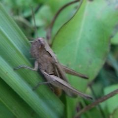 Chorthippus dichrous