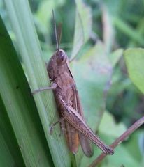 Chorthippus dichrous