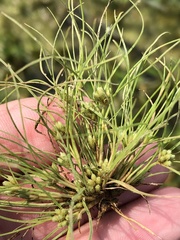 Fimbristylis vahlii