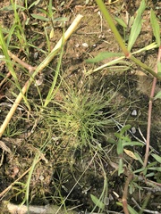 Fimbristylis vahlii
