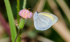 Eurema daira daira