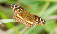 Anthanassa drusilla drusilla