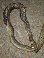 Psammophis brevirostris