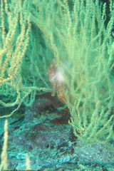 Hippocampus ingens