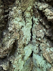 Lecanoromycetes