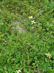 Bidens alba