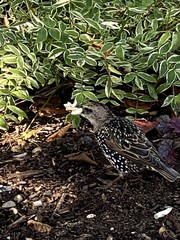 Sturnus vulgaris