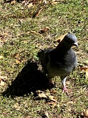 Columba livia domestica