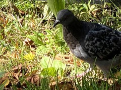 Columba livia domestica