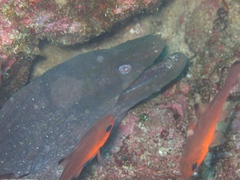 Gymnothorax castaneus