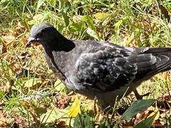 Columba livia domestica
