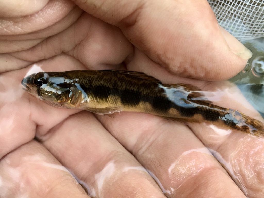 Blackside Darter