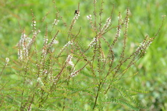 Amorpha herbacea