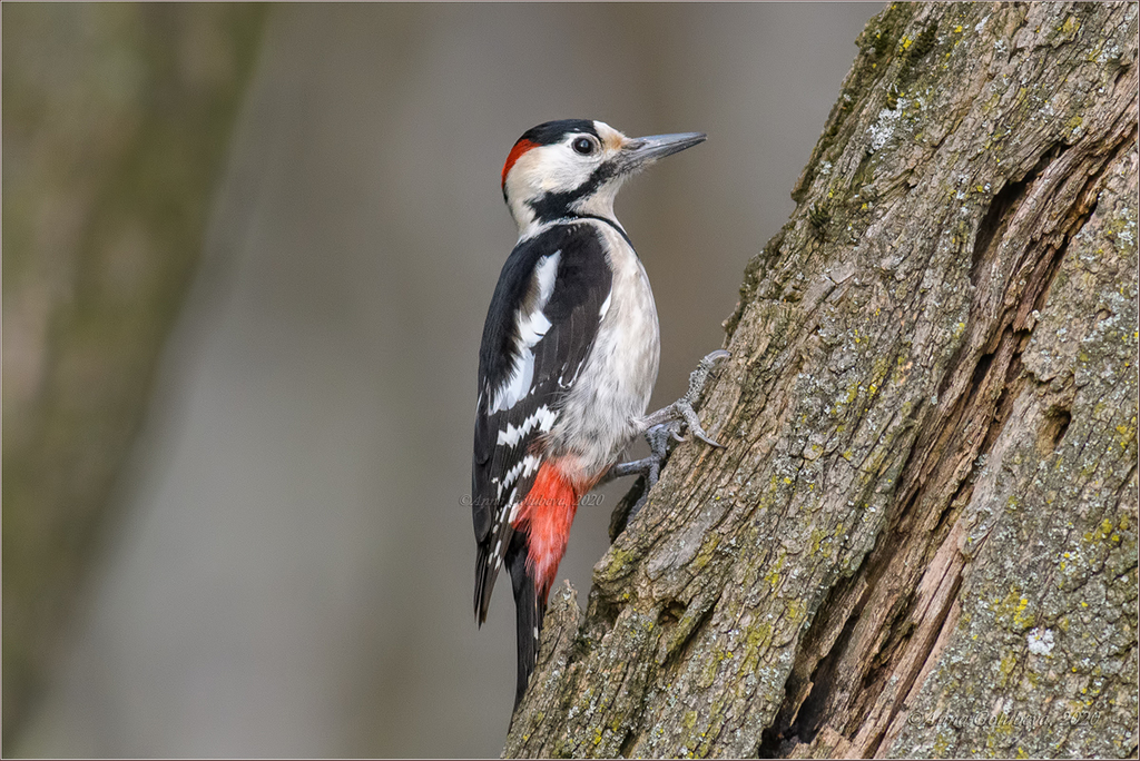 Syrian Woodpecker (Dendrocopos syriacus) photo