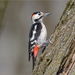 Syrian Woodpecker - Photo (c) Анна Голубева, some rights reserved (CC BY-NC-ND), uploaded by Анна Голубева